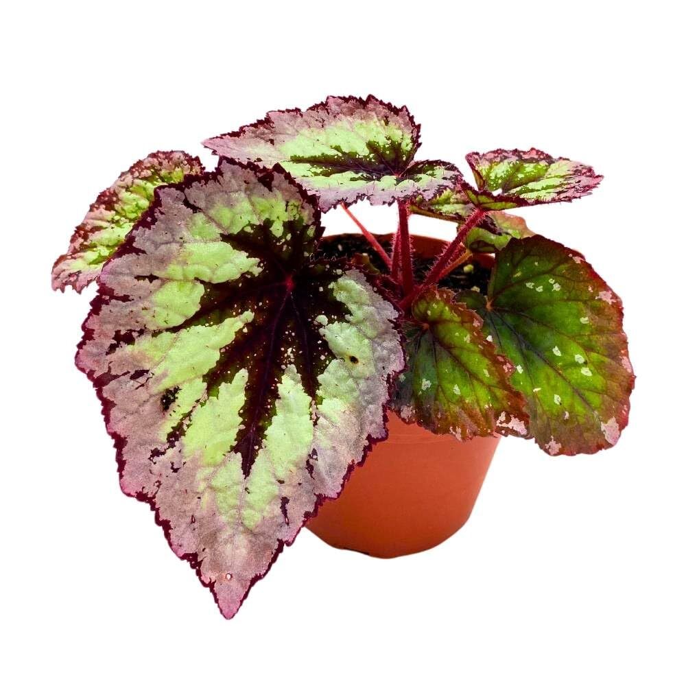 Harmony’s Fire Woman Begonia Rex, 4 inch Thick White Band, Light Purple Black Ce
