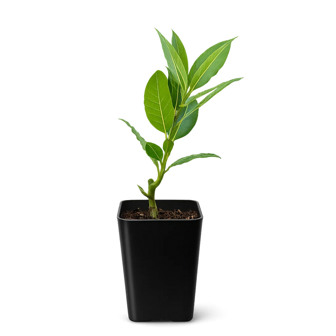 Sweet Bay Laurel Plant, 2.5 Inch Pot, Culinary Herb Starter, Edible Herb Tree