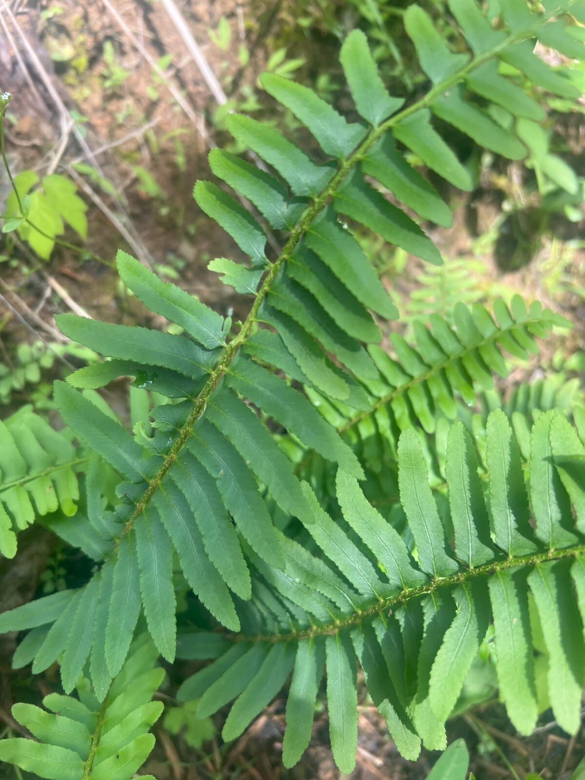 Live Christmas Fern Root – Bare Root Woodland Perennial – Native Smoky Mountains
