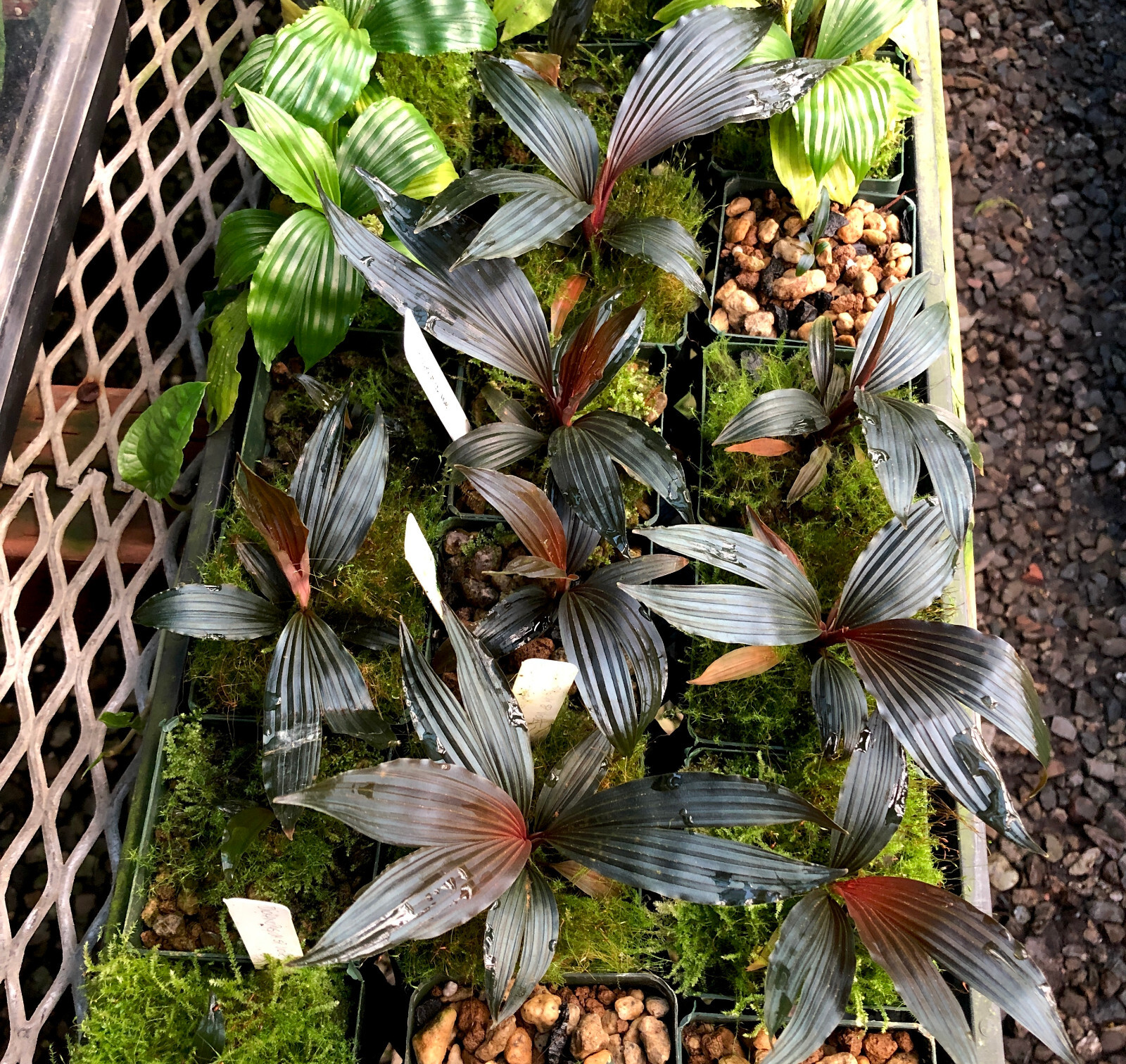 Dicranopygium sp. aff. harlingii “Violet” – Panamanian rheophytic dwarf cyclanth