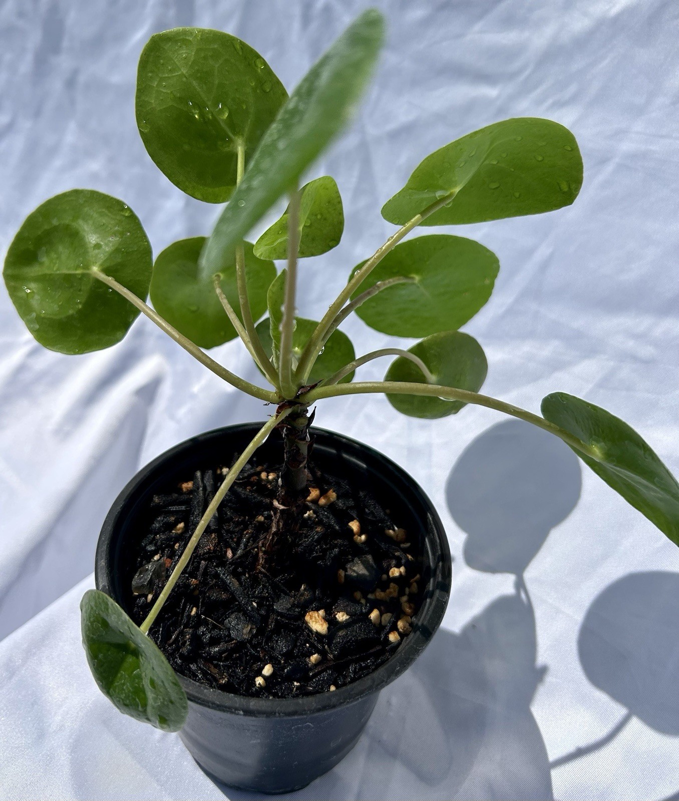 Chinese Money Plant – Pilea Peperomioides | Live Plant in 4”Pot