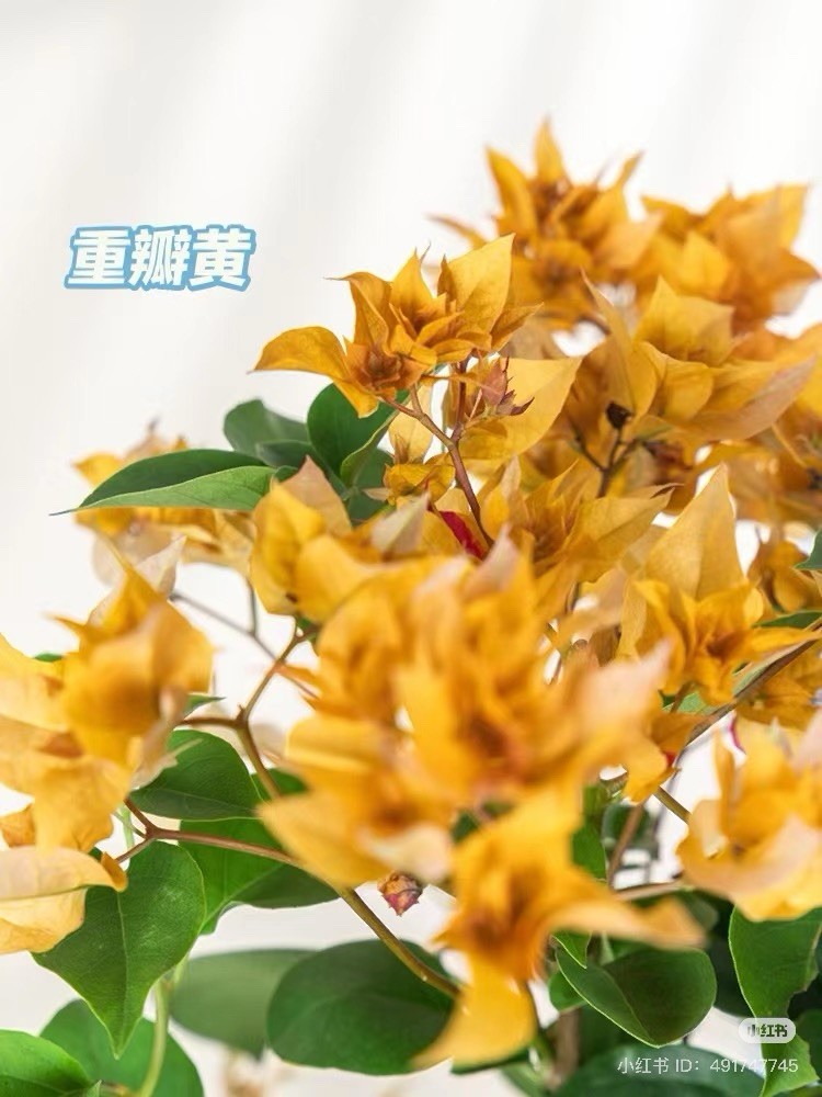 Doubld Petals Gold Yellow Bougainvillea 2 Ft Tall 3 Gallons Pot