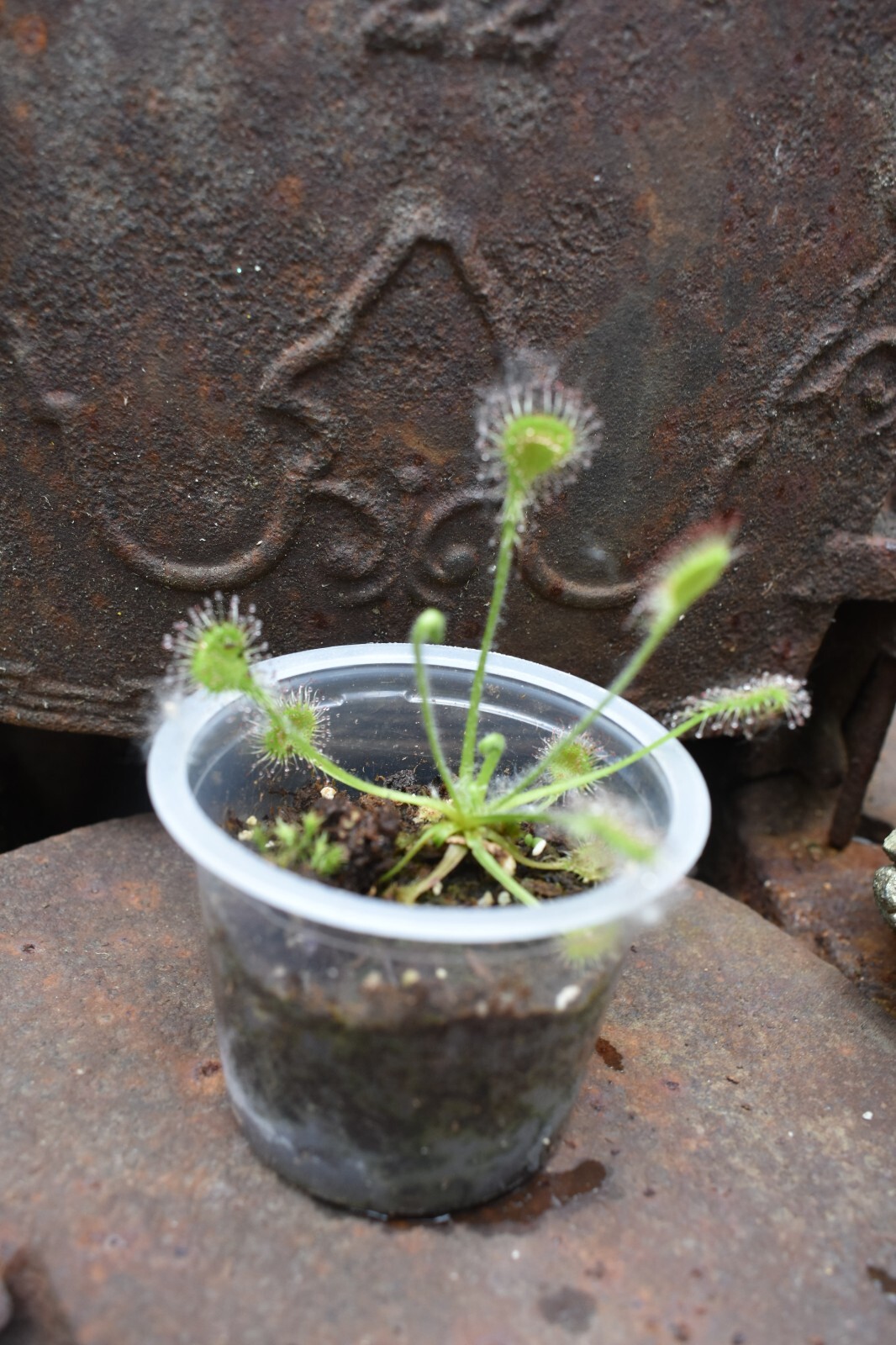 Drosera Rotundifolia Adult Potted Sundew Carnivorous Plant WA Location Data!