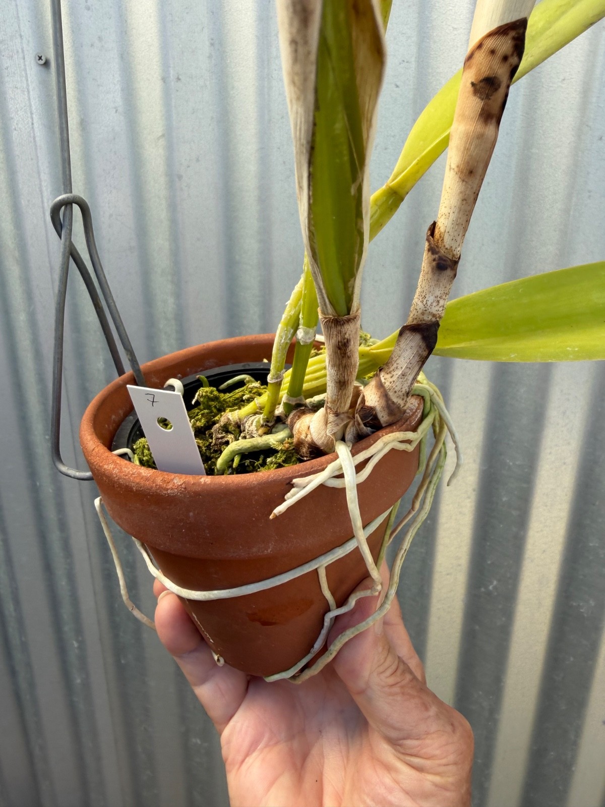 Cattleya TRIUMPHANS orchid plant IN BLOOM dowiana-rex #7