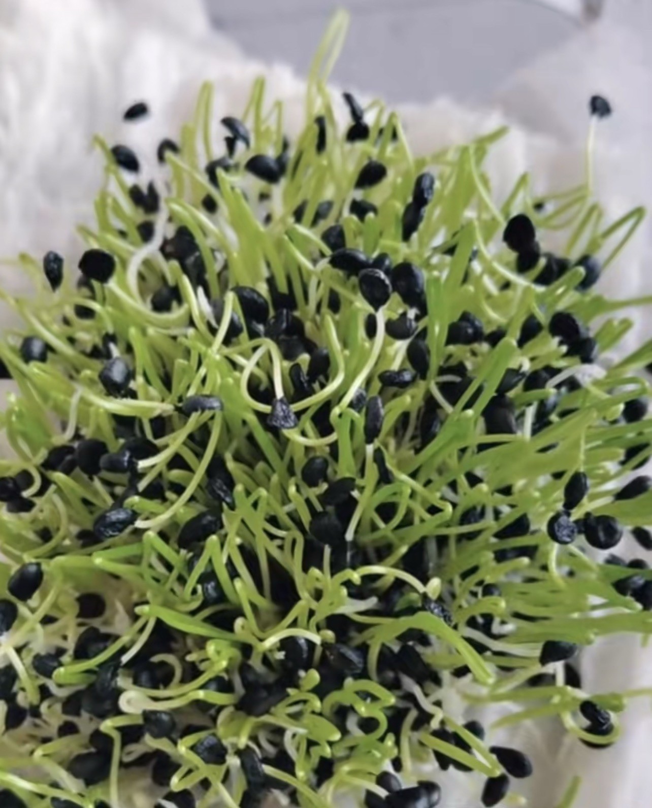 1000 Garlic Chives Seeds Non-GMO, 2025 My Garden Free Shipping韭菜种子(No Tracking)