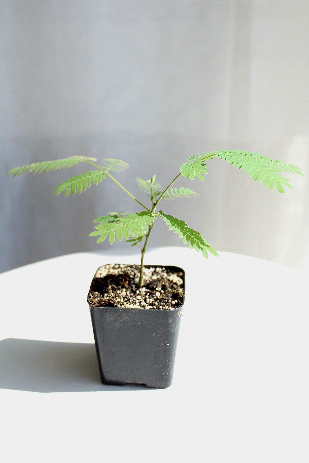 Persian Pink Mimosa, 2 Inch Pot, Ornamental Flowering Starter Tree, Fast Growing