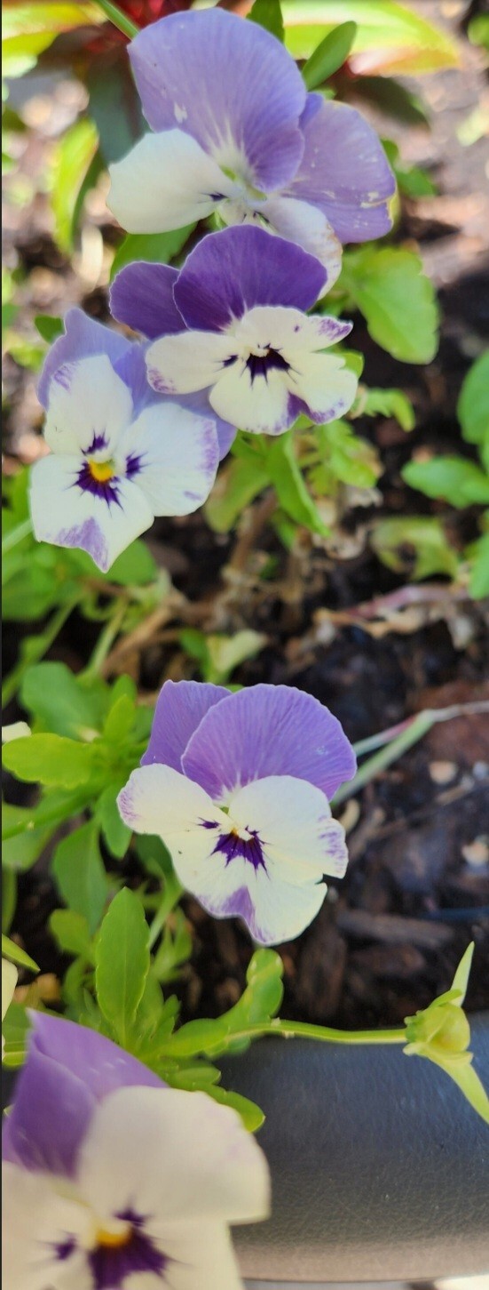Light purple and White Violet (Viola) Seeds