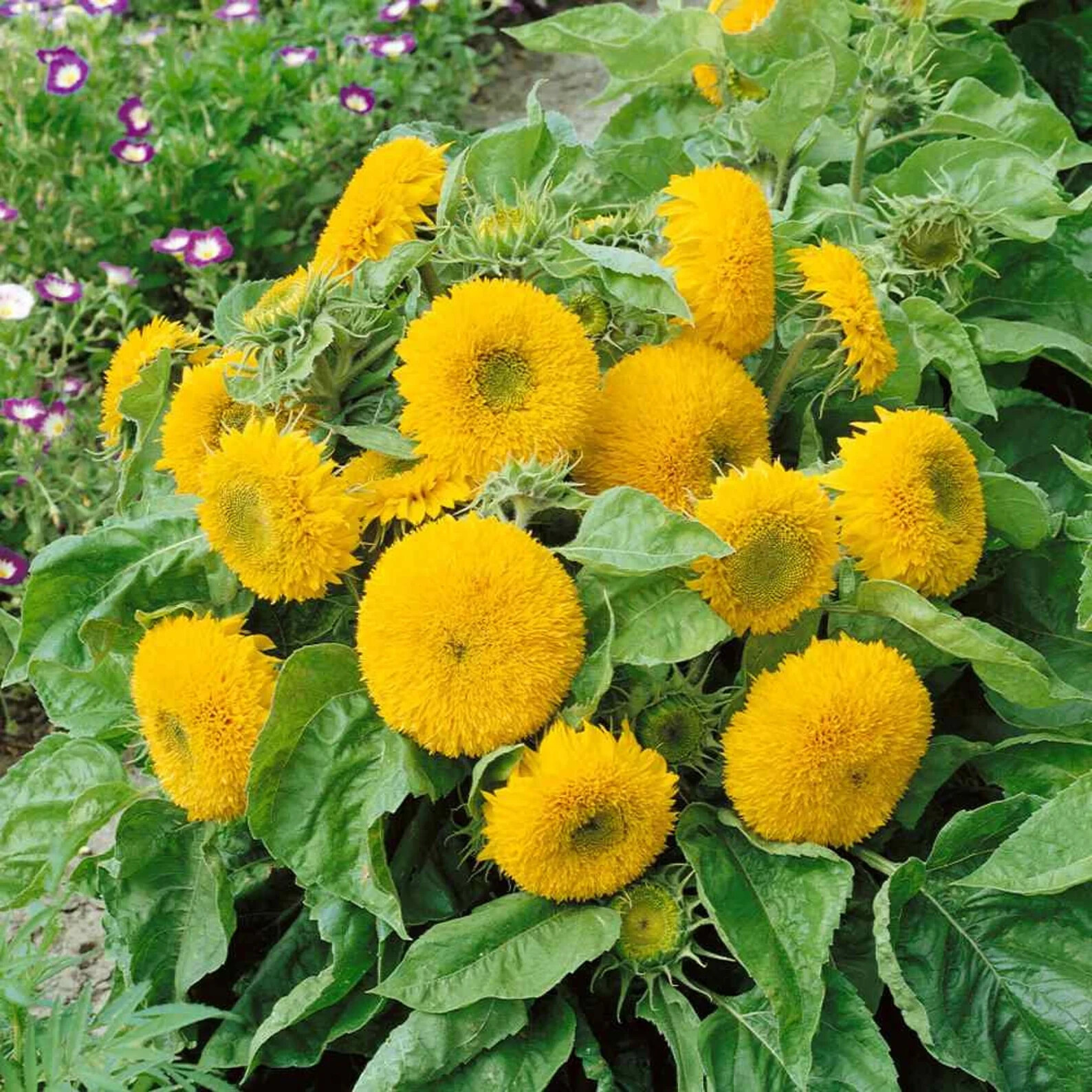 50pcs/Pack 10 Species Mix Variety Pack Sunflower Seeds Unique and Varied Garden