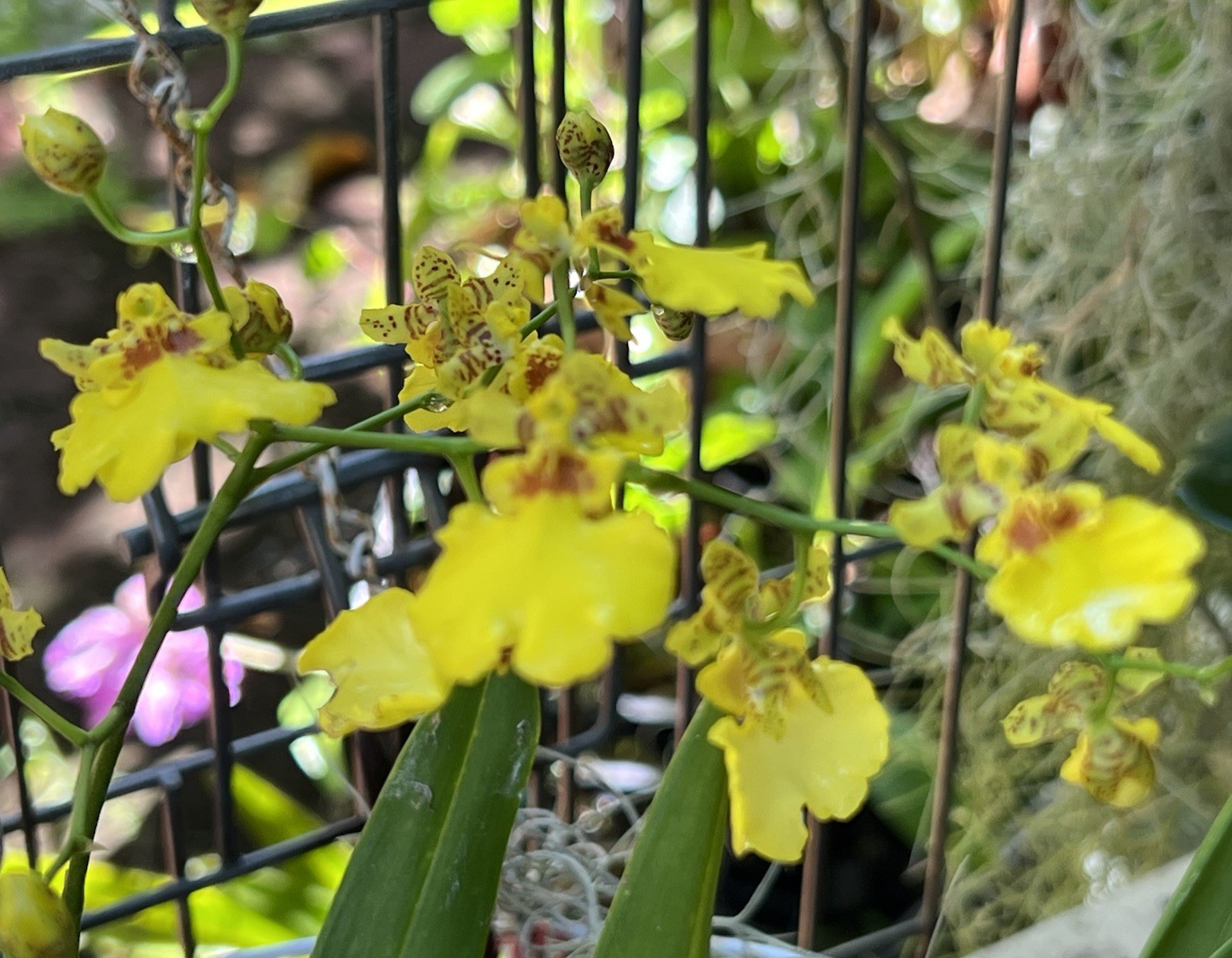 ONCIDIUM Orchids, Yellow, Dancing Lady , DIVISION, Large SPECIES