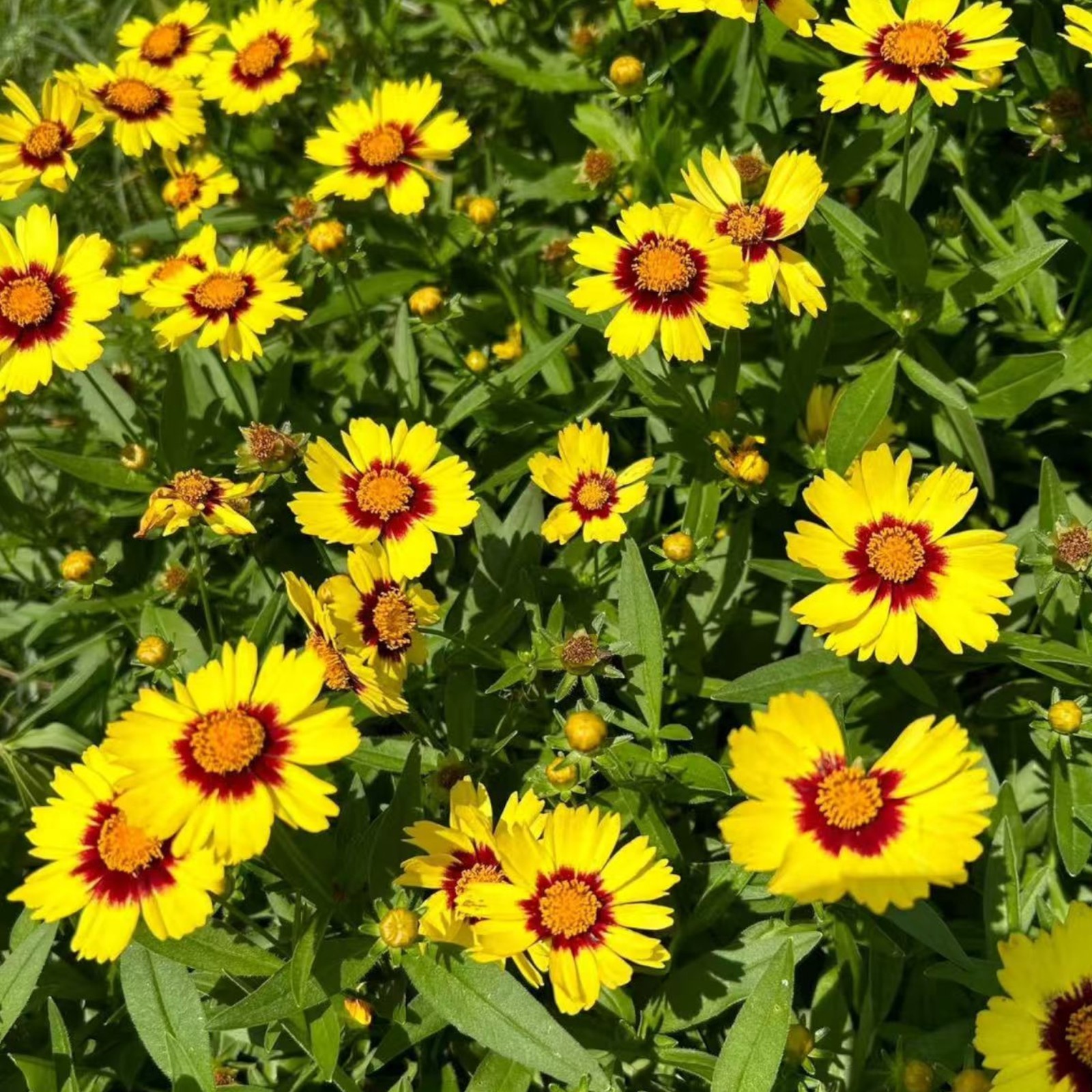 100 Plains Coreopsis Seeds – Vibrant Native Wildflowers for Pollinator