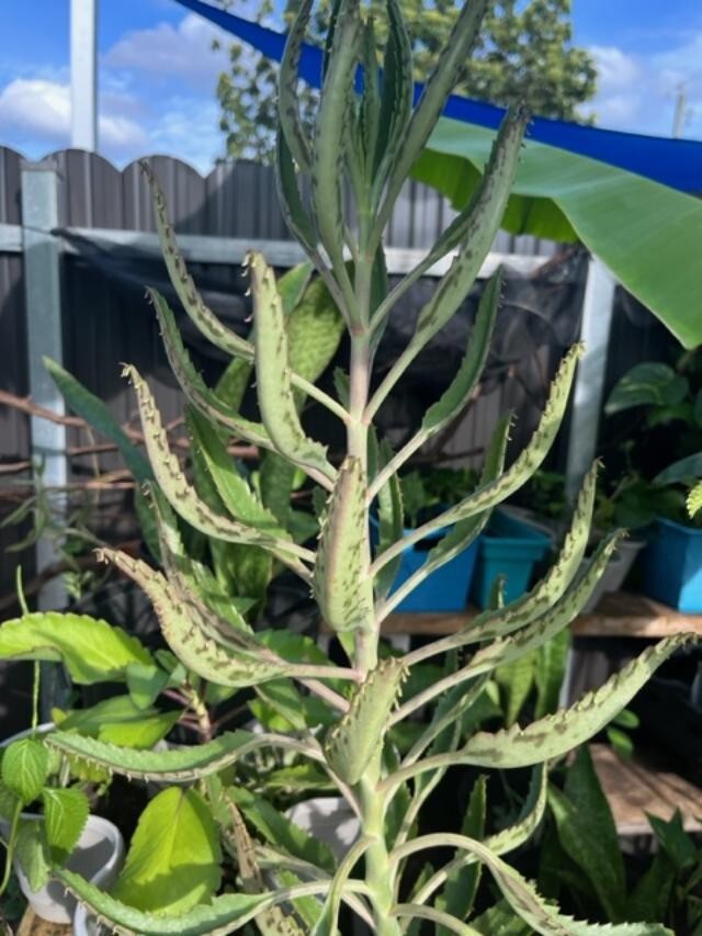 MOTHER-OF-A-THOUSAND-PLANT (KALANCHOE) 10 X 2-4 + inches SUCCULENT SPECIAL! WOW!