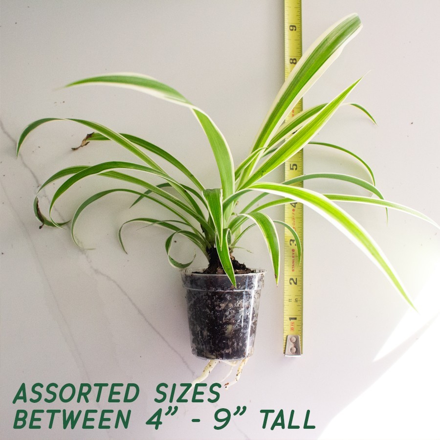 FULLY ROOTED Reverse Variegated Spider Plant Cutting: Easy-Grow, ready to repot