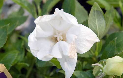 Platycodon grandiflorus | White Balloon Flower | Chinese Bellflower | 10 Seeds