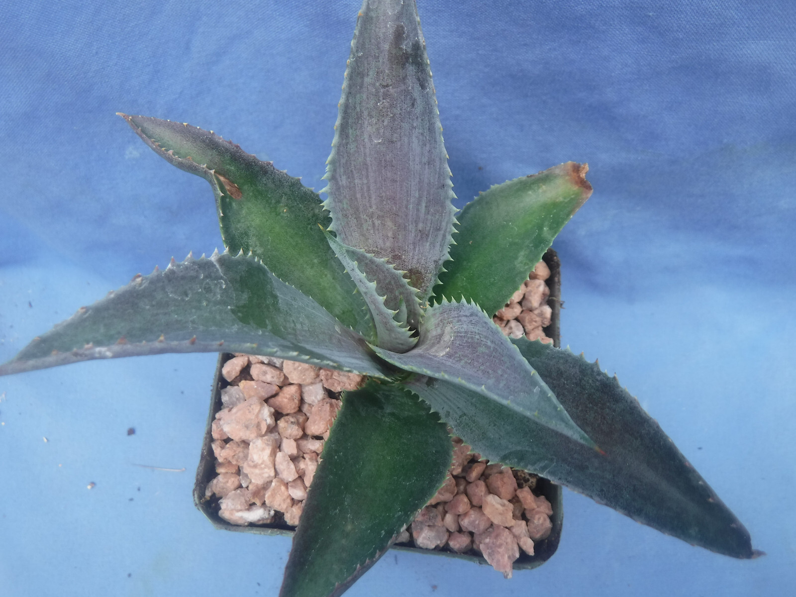 Silver Fox Mangave STARTER Plant Agave & Manfreda Hybrid Silver When Mature 4″+!