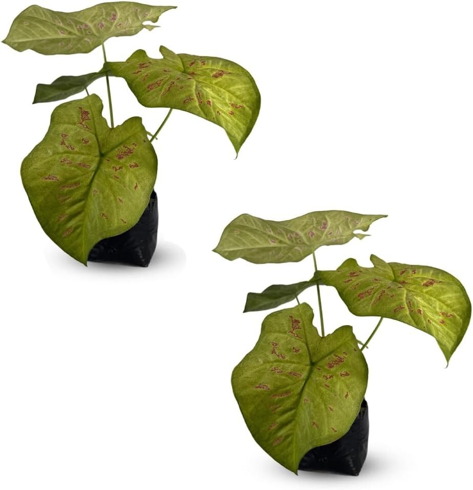 Caladium Limelite Fancy (2-Pack) by LEAL PLANTS ECUADOR – Pink Symphony Bulbs