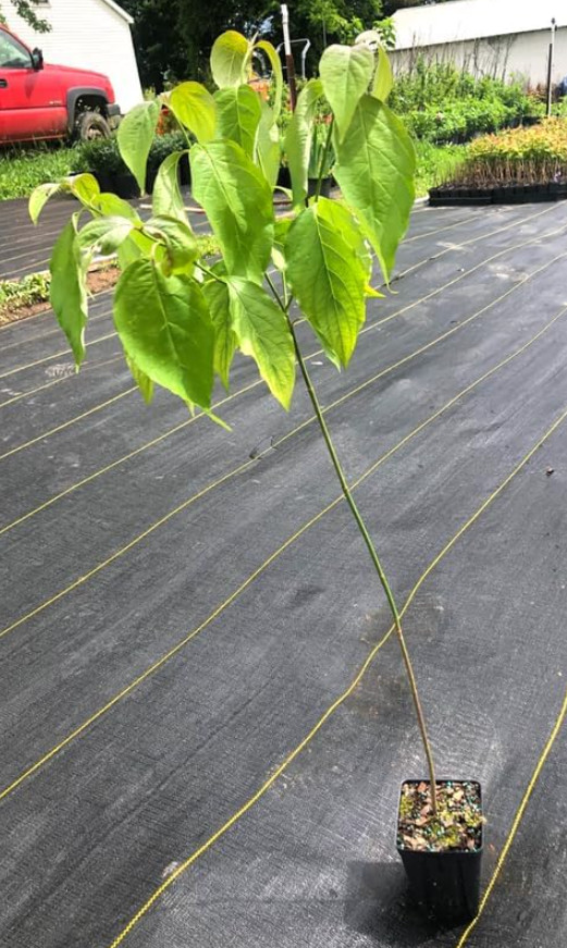 Pink Dogwood – Live Tree in Quart Pot (10–18″ Tall)