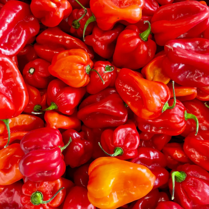 Red Habanero Pepper Plant – 2 Plants in a Pot – Hot Chili Pepper – Zones 9–11