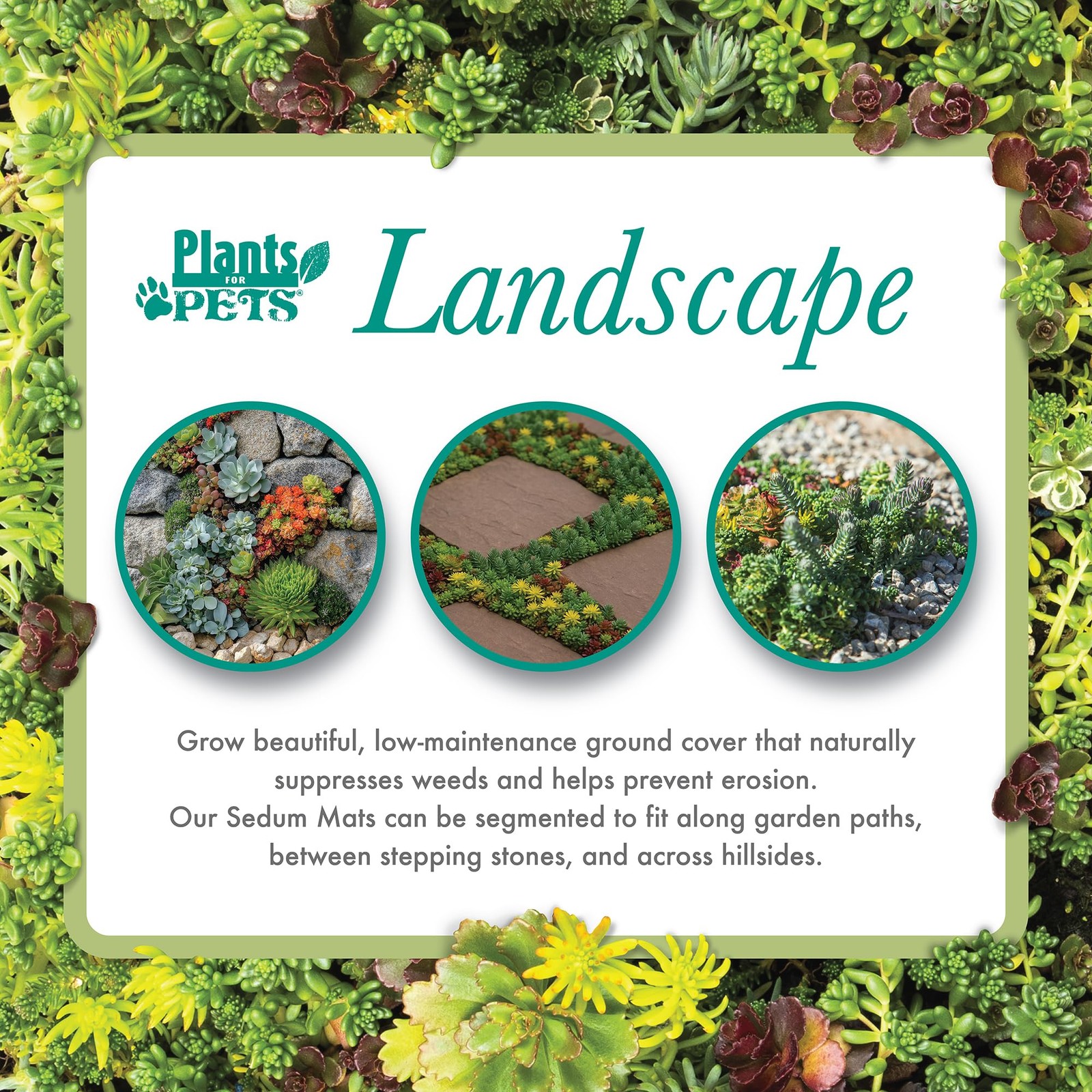 Plants For Pets 10 In. X 20 In. Sedum Groundcover Mat Non-Toxic Hardy Stonecrop
