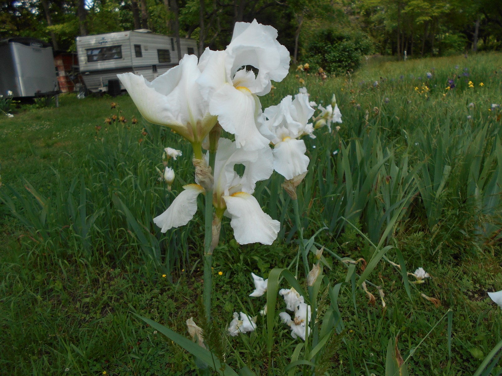 3 Tall Bearded Iris, White with Yellow Beards, Large Flowers, Fragrant