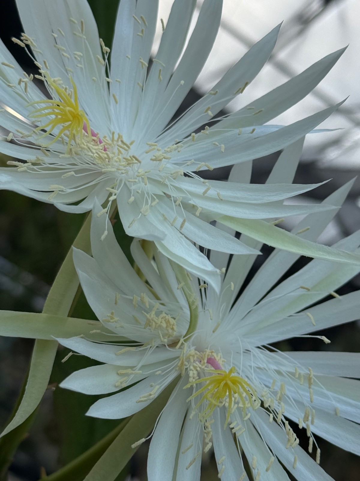 Epiphyllum “Hooker”, jungle cactus