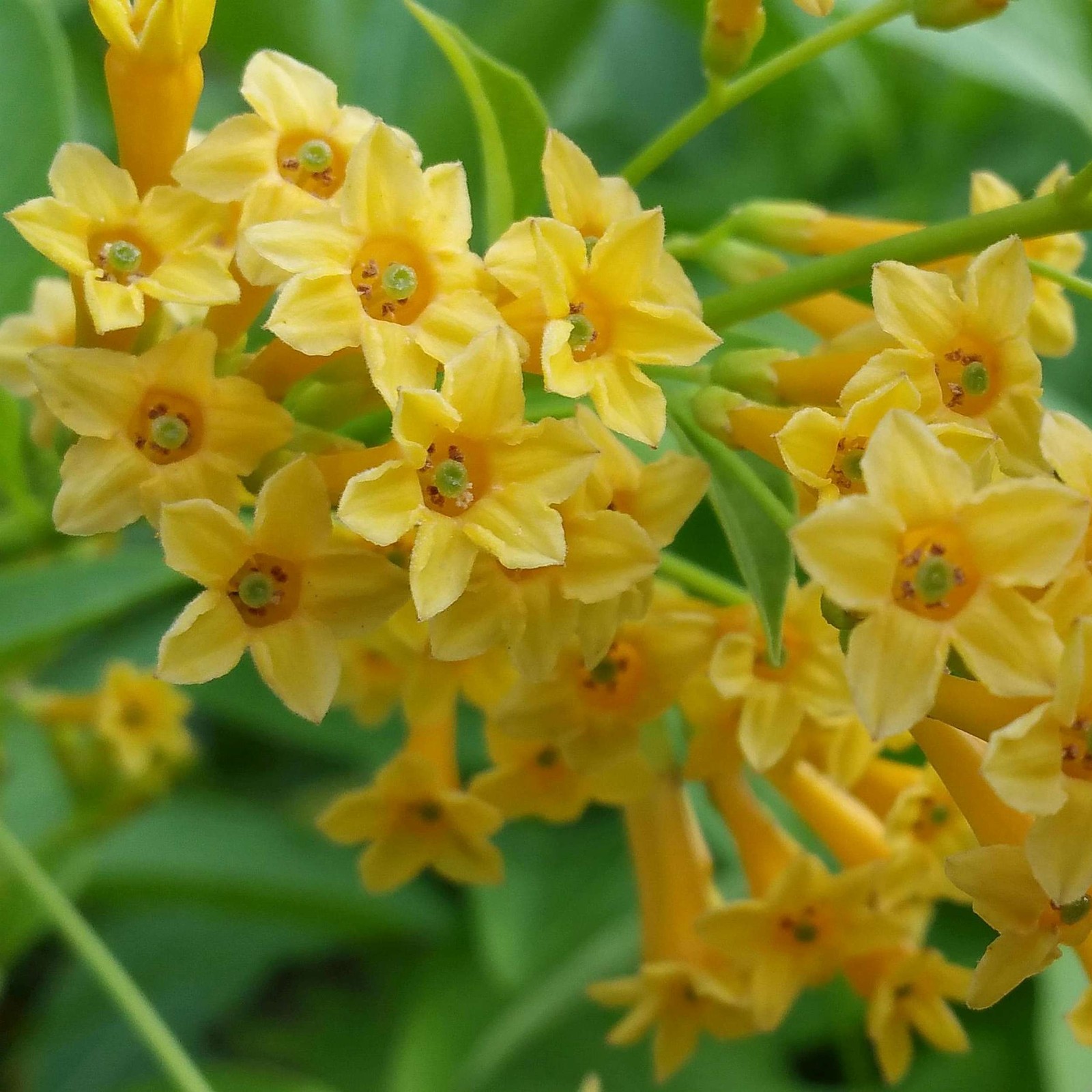 Orange Zest Peel Jasmine Jessamine Tropical Cestrum Plant Orange Flower