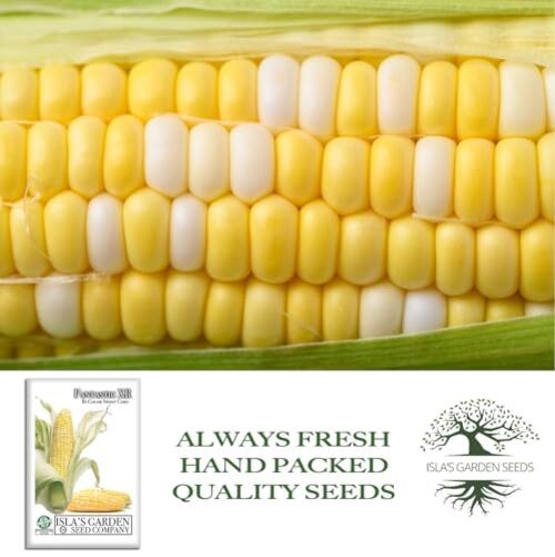 Fantastic XR Bi-Color Sweet Corn Seeds (Zea mays) – 50+ Non-GMO & Heirloom