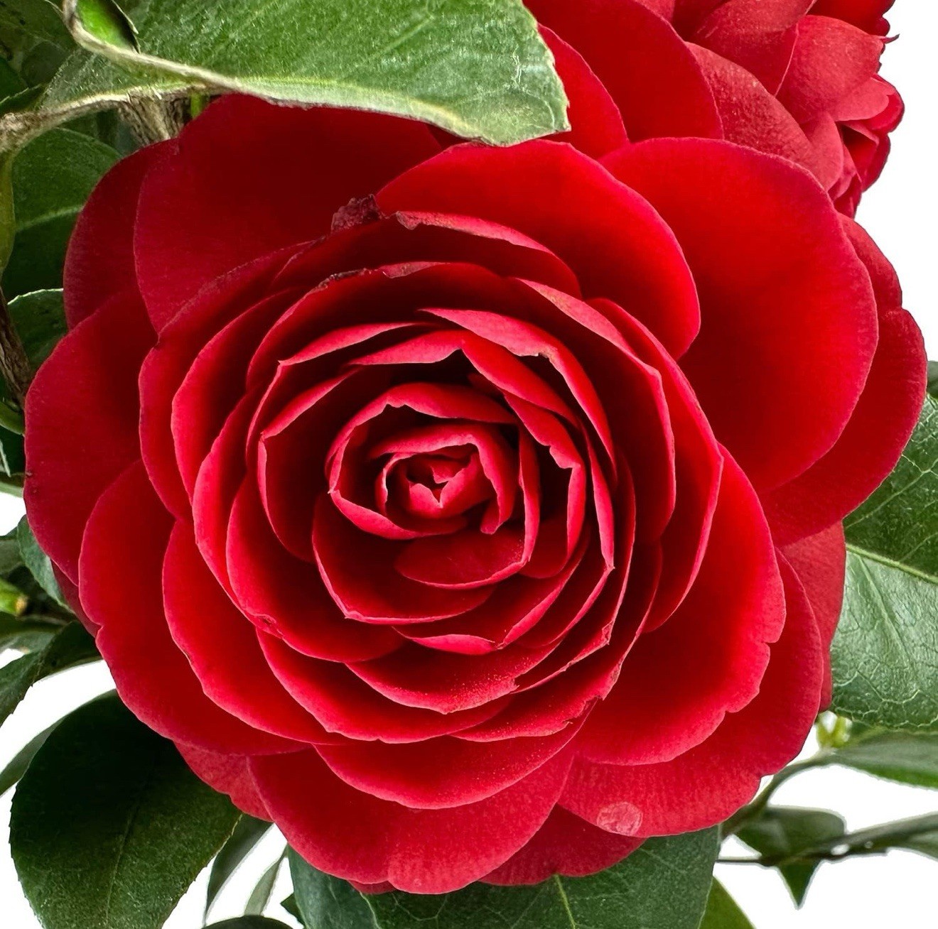 Black Tie~~Camellia Japonica–Live STARTER Plant–VERY UNIQUE BLOOMS!