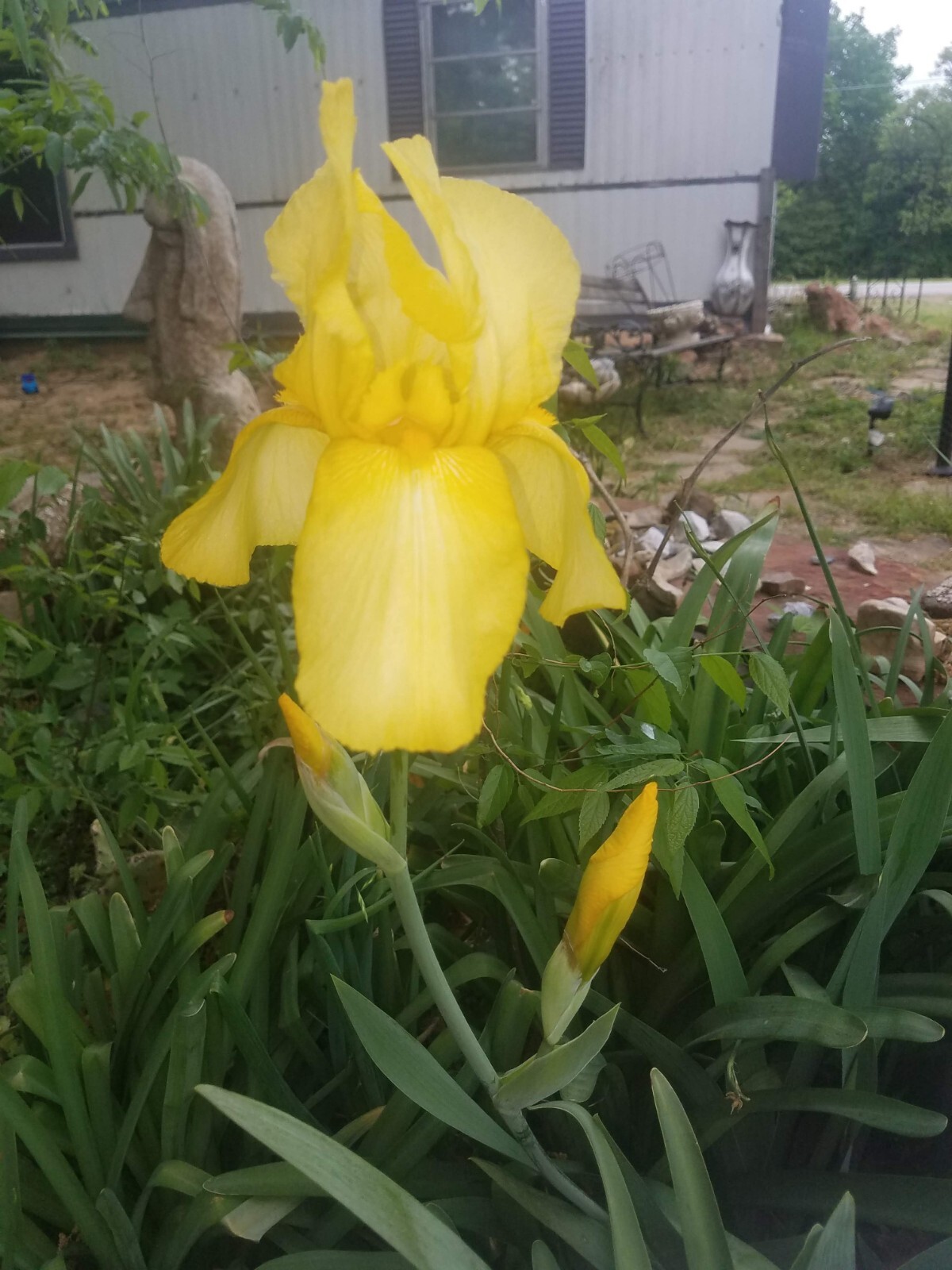 5x MIXED VARIETIES/COLORS IRIS Bulbs/Rhizomes FRESH