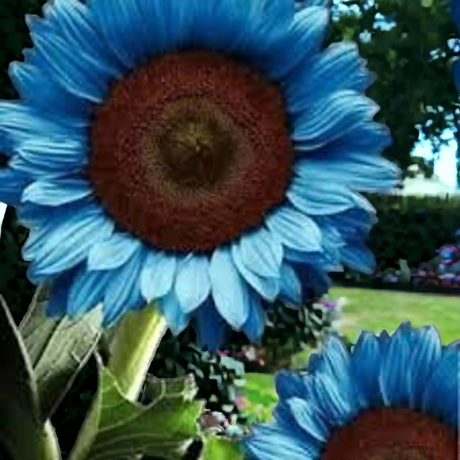 50pcs Midnight Oil Blue Sunflower Seeds Rare Bonsai Black Hybrid for Your Garden