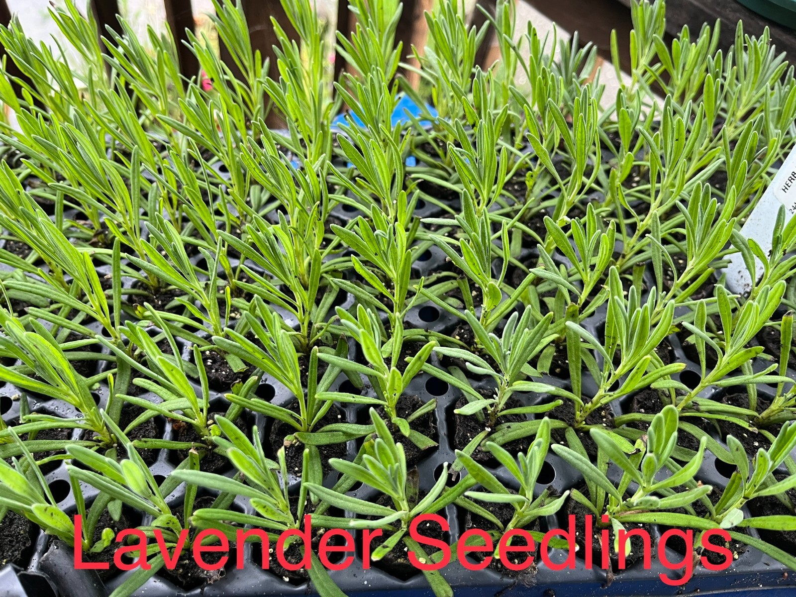 Provence Lavender Live Plant, Healthy Starter, Very Fragrant French Lavender