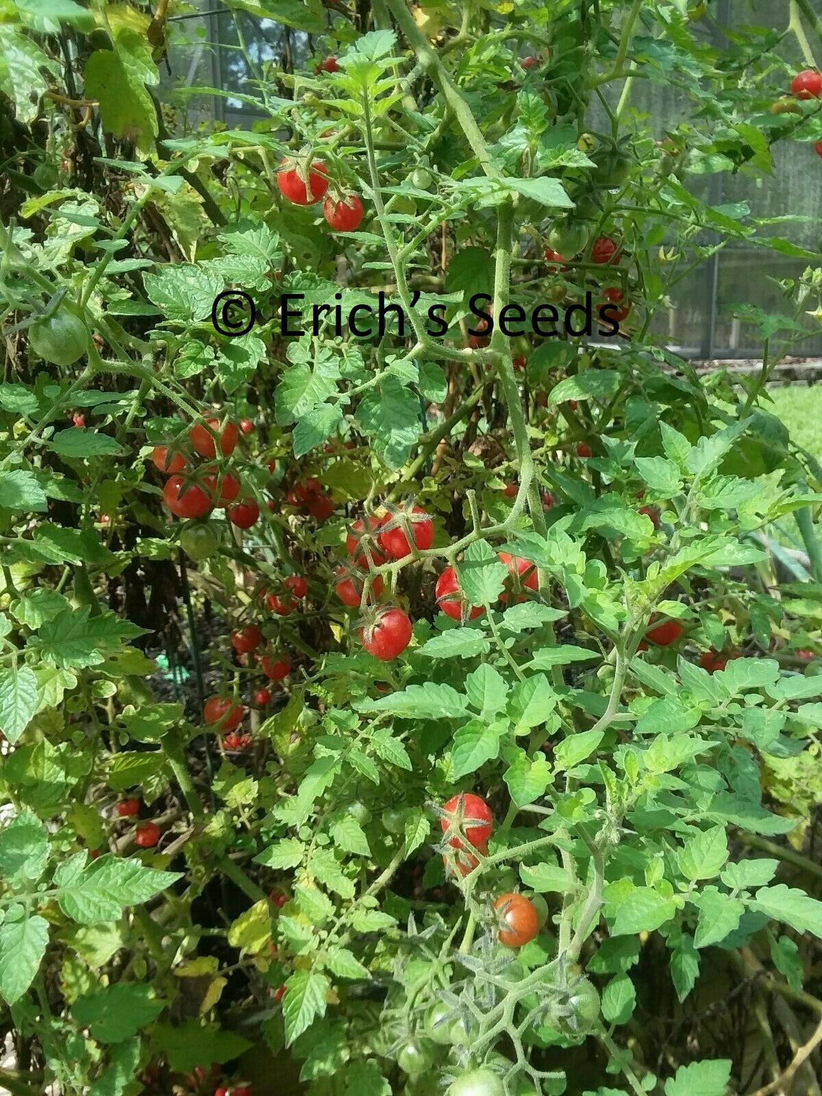 60+ Florida Everglades Tomato Seeds Fresh Seeds for planting in 2024