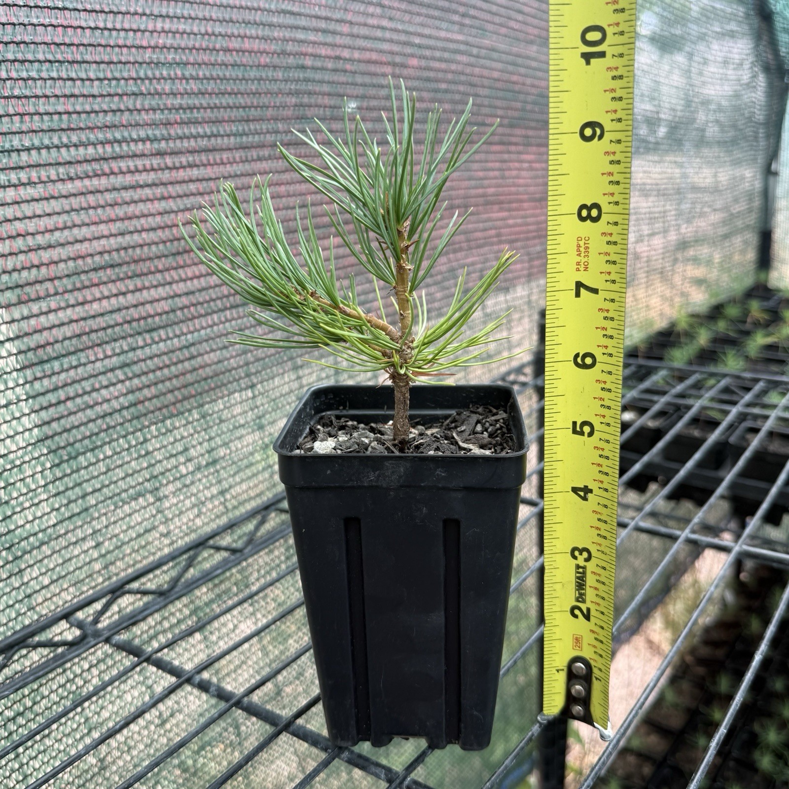 2 Pack of Limber Pine Tree Seedlings in Pots, 3-5” Tall, Pinus Flexilis