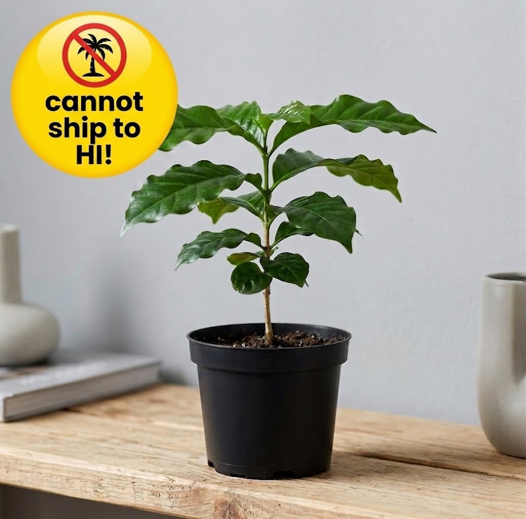 Coffee Plant Coffea Arabica Live Houseplant 4″ Pot Edible Beans Fragrant Flowers