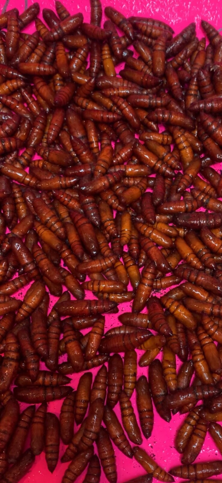 Catalpa, Southern Catalpa Tree Seeds, (For Raising Catalpa Worms) Catfish Candy