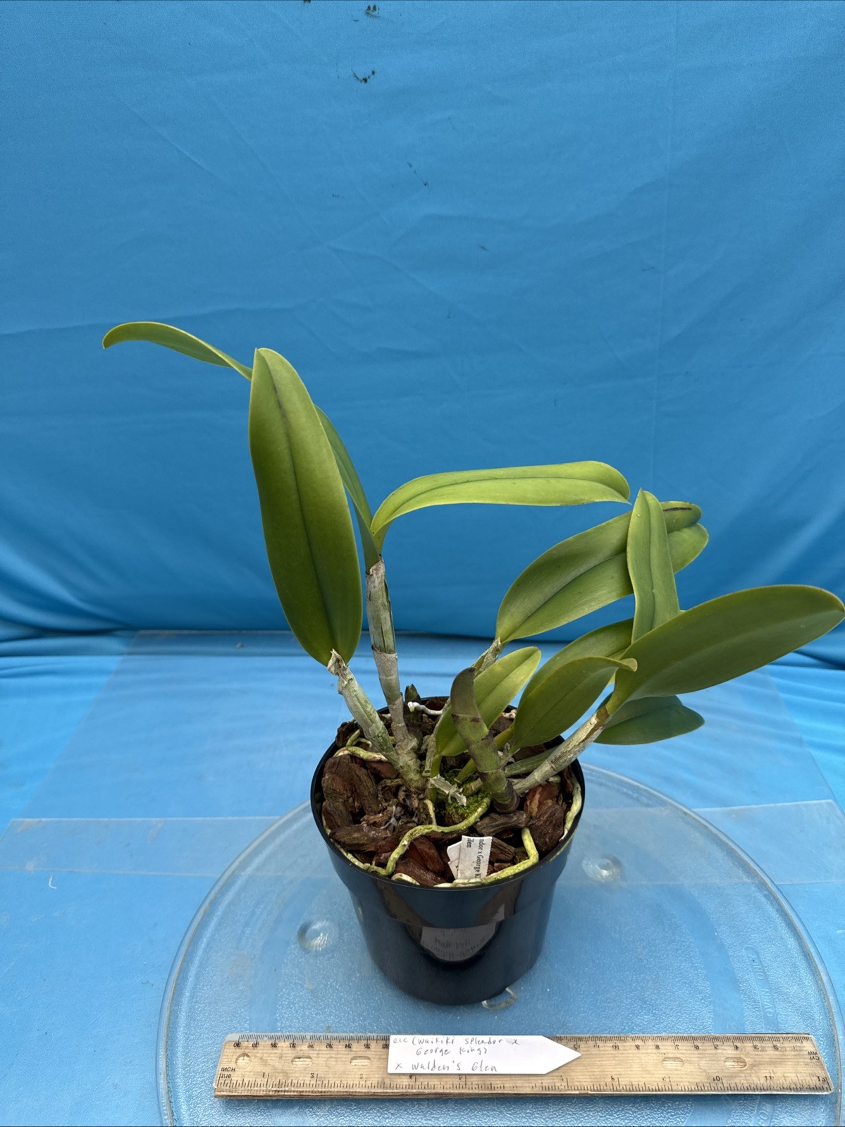 Rlc (Waikiki Splendor X George King) X Walden’s Glen Orchid Eros Hybrid 7” Pot