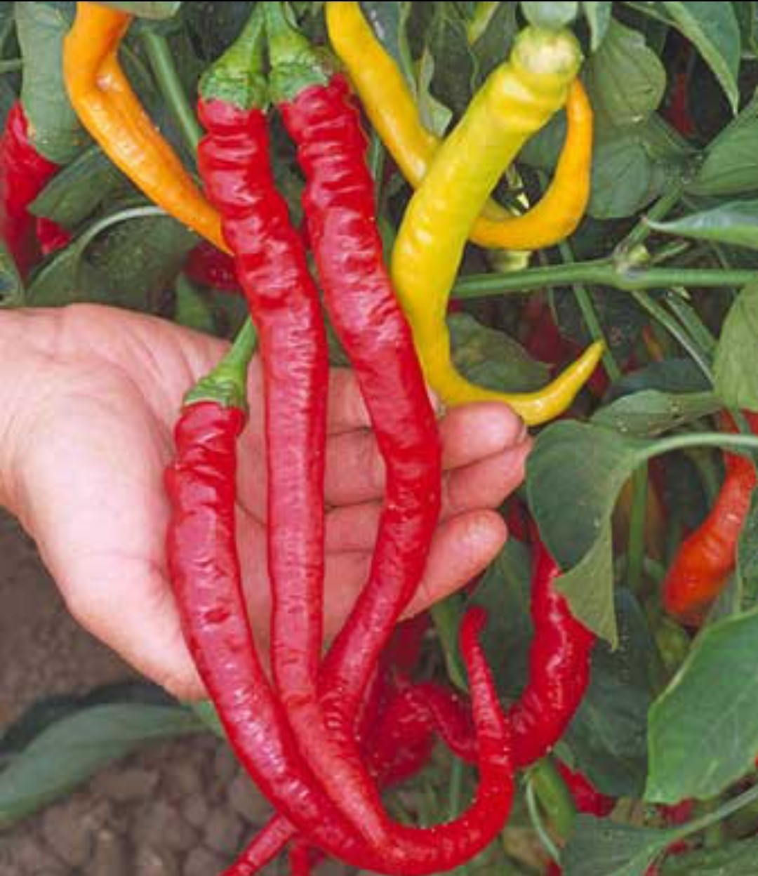 Sweet Cayenne Pepper Seeds (20) / Florida Grown / Sweet / Rare