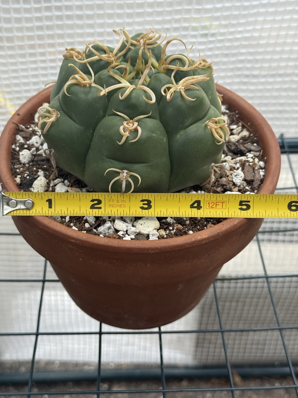 Gymnocalycium denudatum V. Braziliansis / Reaching 5 Inch Wide Now!