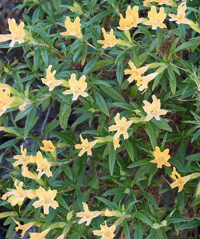 Diplacus longiflorus | Long-Flowered Monkeyflower | 100 Seeds