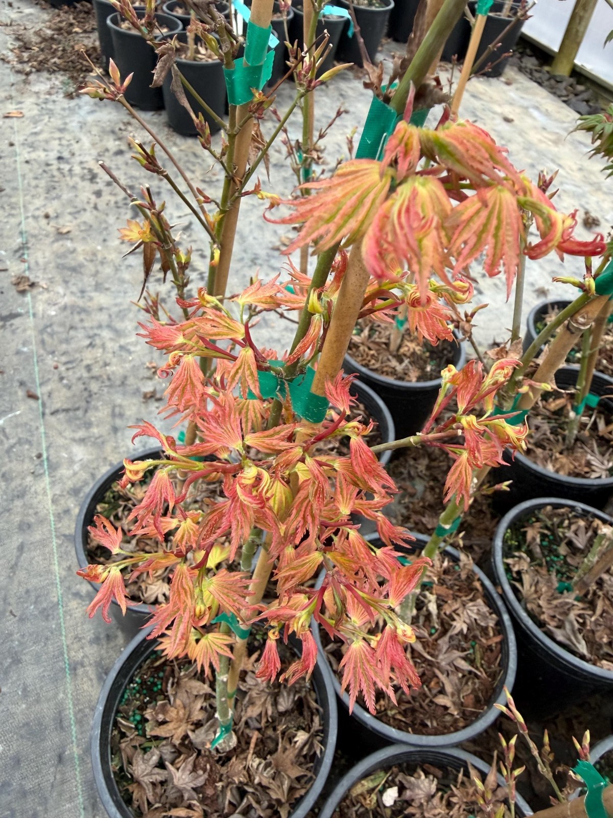 Ikandi Japanese Maple – Rare Pink Variegated Acer palmatum Tree – #1 Container