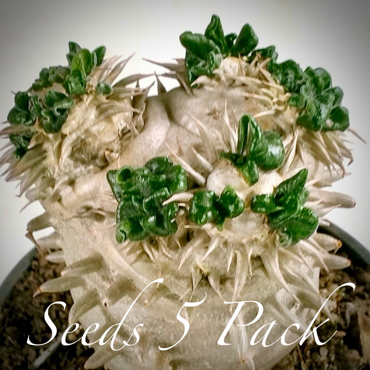 ULTRA RARE SEEDS (5pk) Pachypodium Brevicaule v. (FIVE) Caudex US SELLER