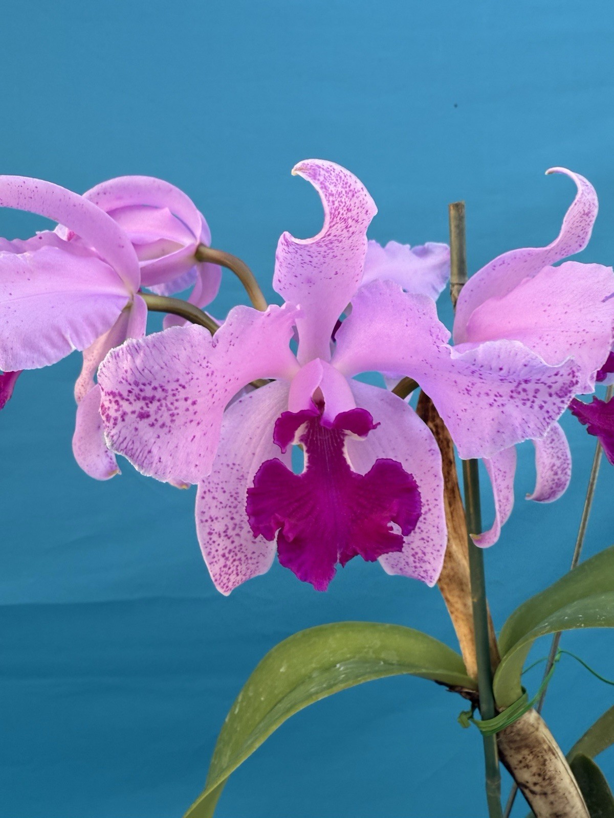 Cattleya Kay Fresh Divisions BS Purple Pink Orchid Hybrid SHEATH 4.5” Pot