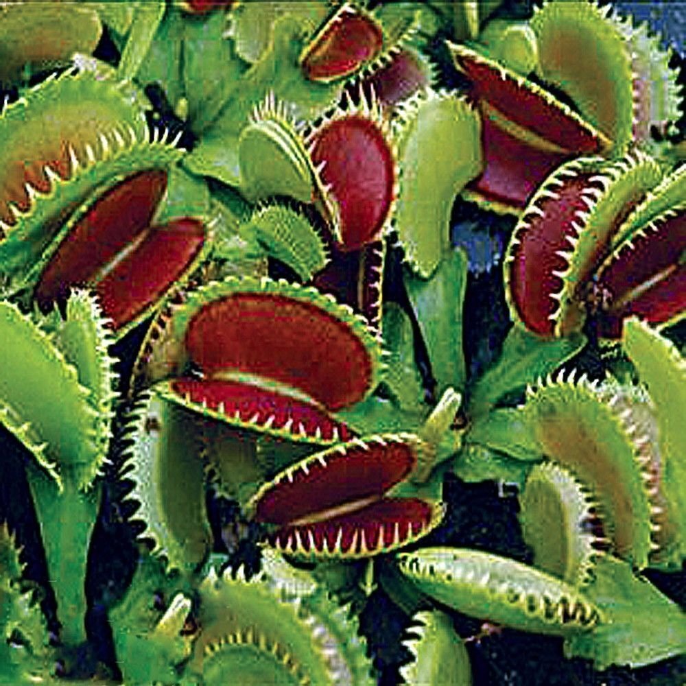 Dente Venus Fly Trap Carnivorous Plant – Dionaea muscipula