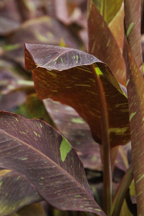 ~SIAM RUBY~Variegated Ornamental Banana SMALL ROOTED STARTER PLANT~VERY RARE~HTF