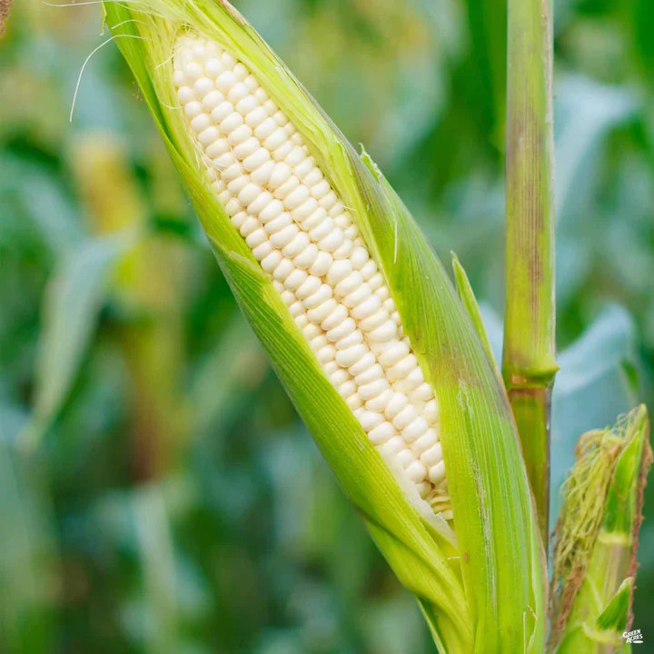 Silver Queen Sweet White Corn Seeds |Untreated Shoepeg Fresh Vegetable Seed 2024