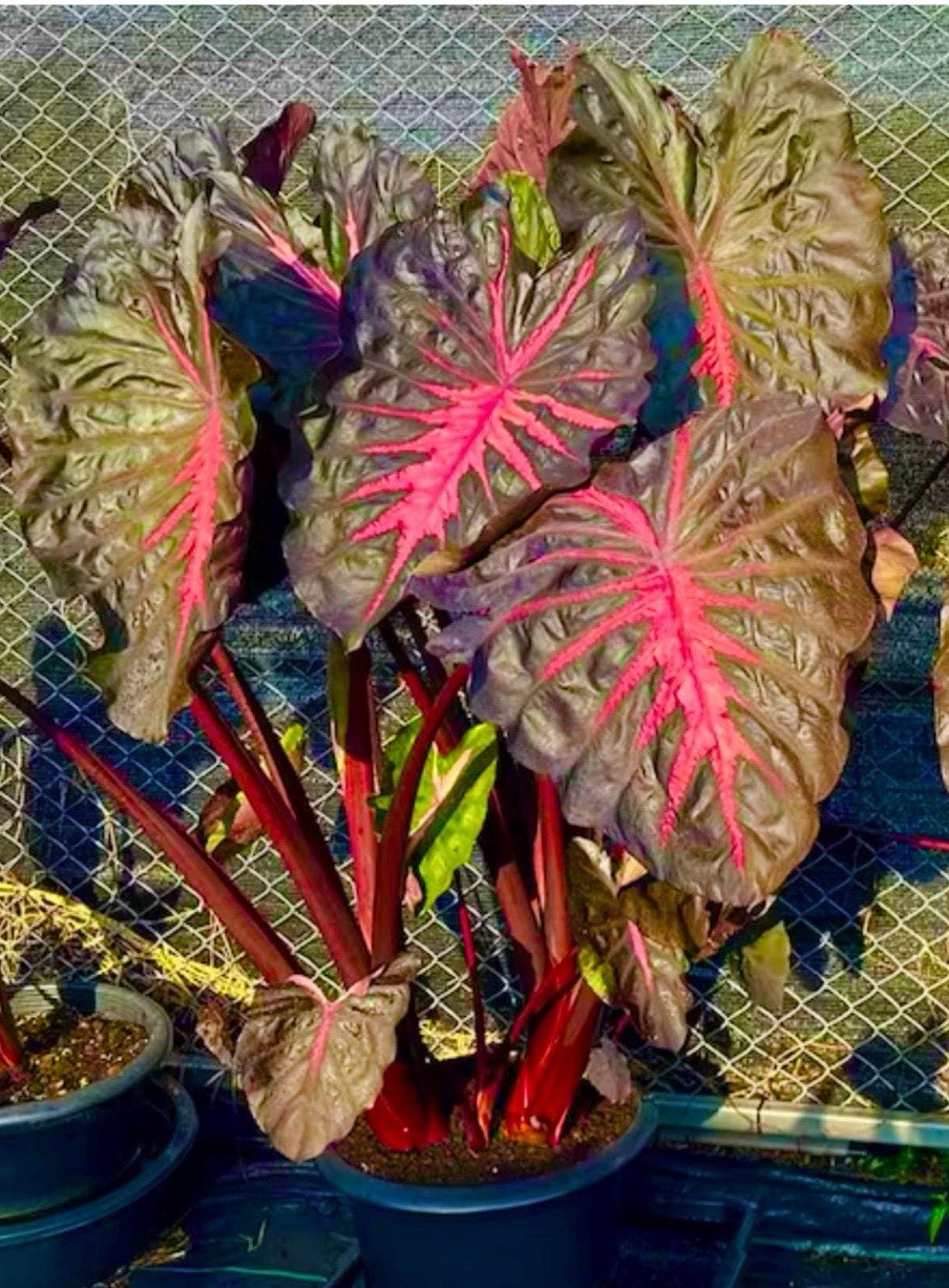 Redemption – Colocasia esculenta- Elephant Ear – SMALL ROOTED STARTER Plant
