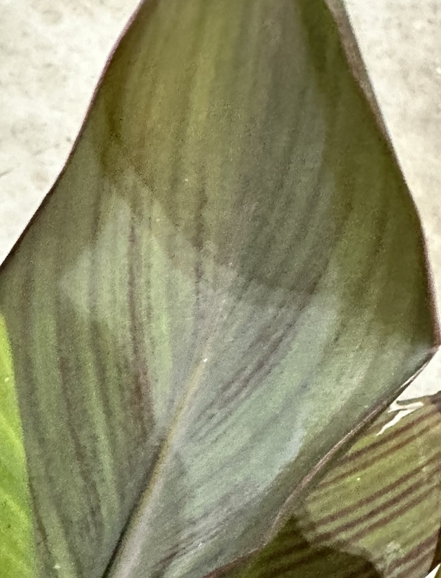Canna Lily Orange WYOMING 3 Live Flower Plant Bulbs Purple Variegated Leaves