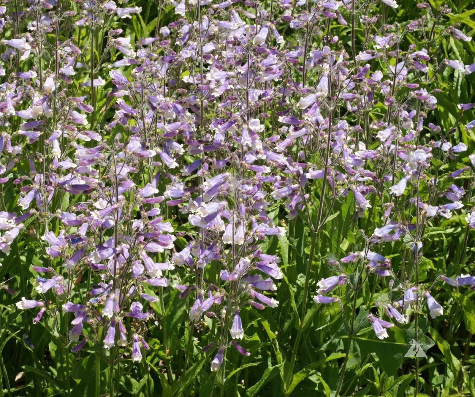 Penstemon HAIRY BEARDTONGUE Perennial PURPLE USA Hummingbirds Non-GMO 1000 Seeds