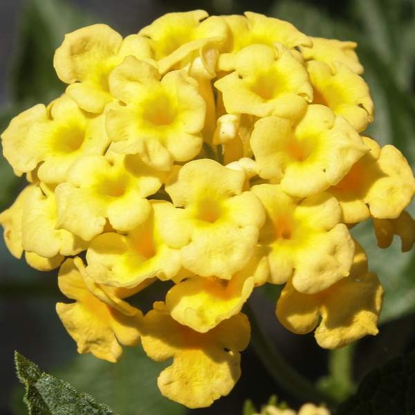 Lantana Assorted Rooted Starter Plant Bundle Live House Plants BUY 2 GET 1 FREE