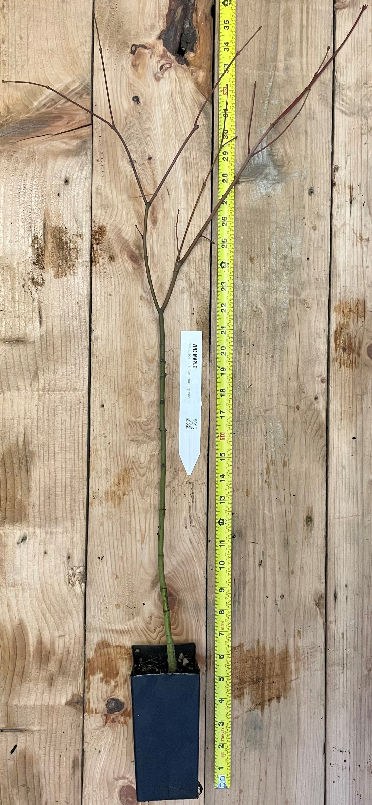 Acer circinatum (vine maple) 20 – 32 inch tall branched potted tree
