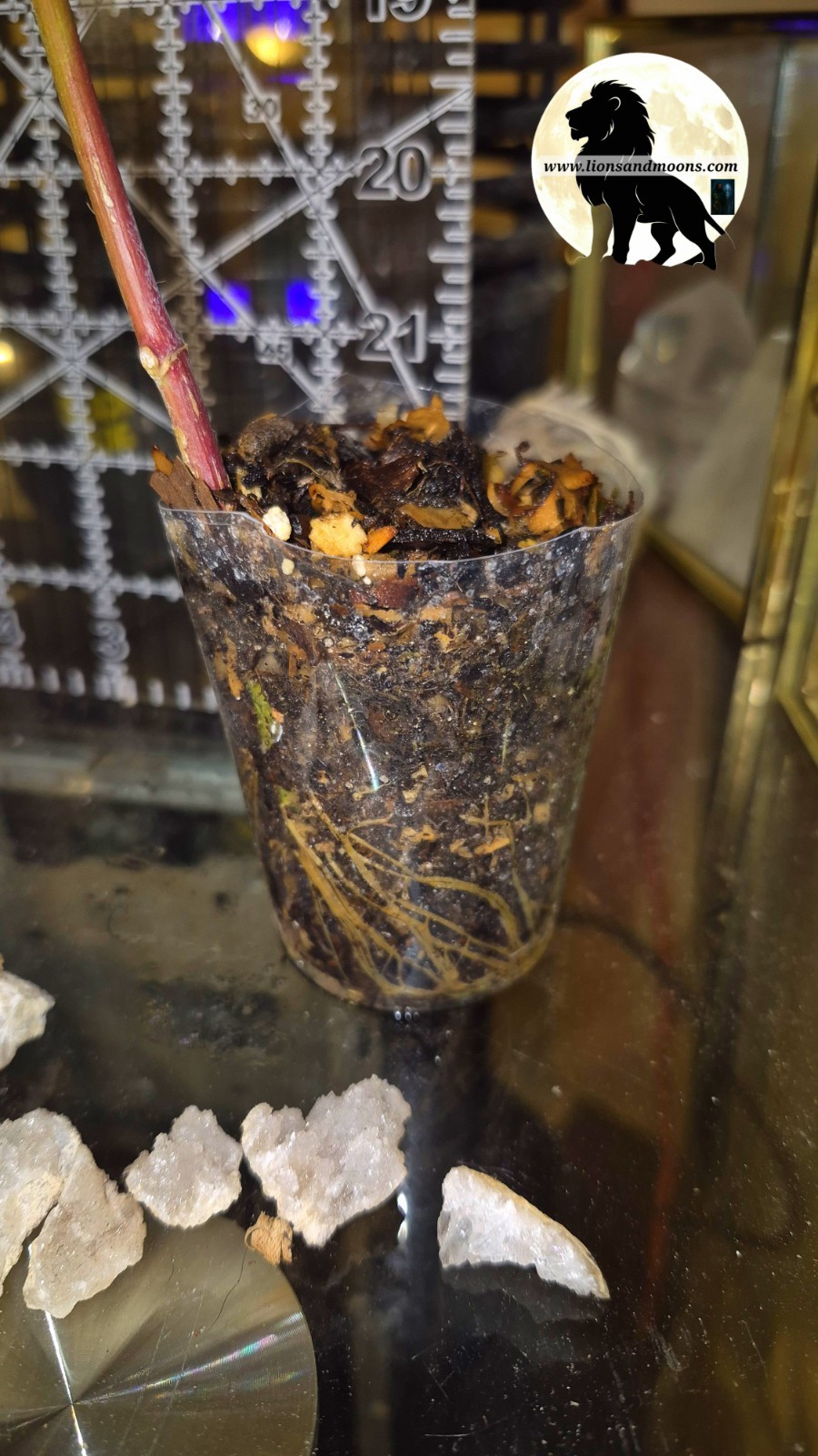 Chromolaena Odorata/10 Cuttings 5 to 7 Inches. No Soil/no roots